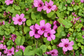 Magenta Oxalis Brasiliensis 30 Bulbs – Shamrock Ground Cover