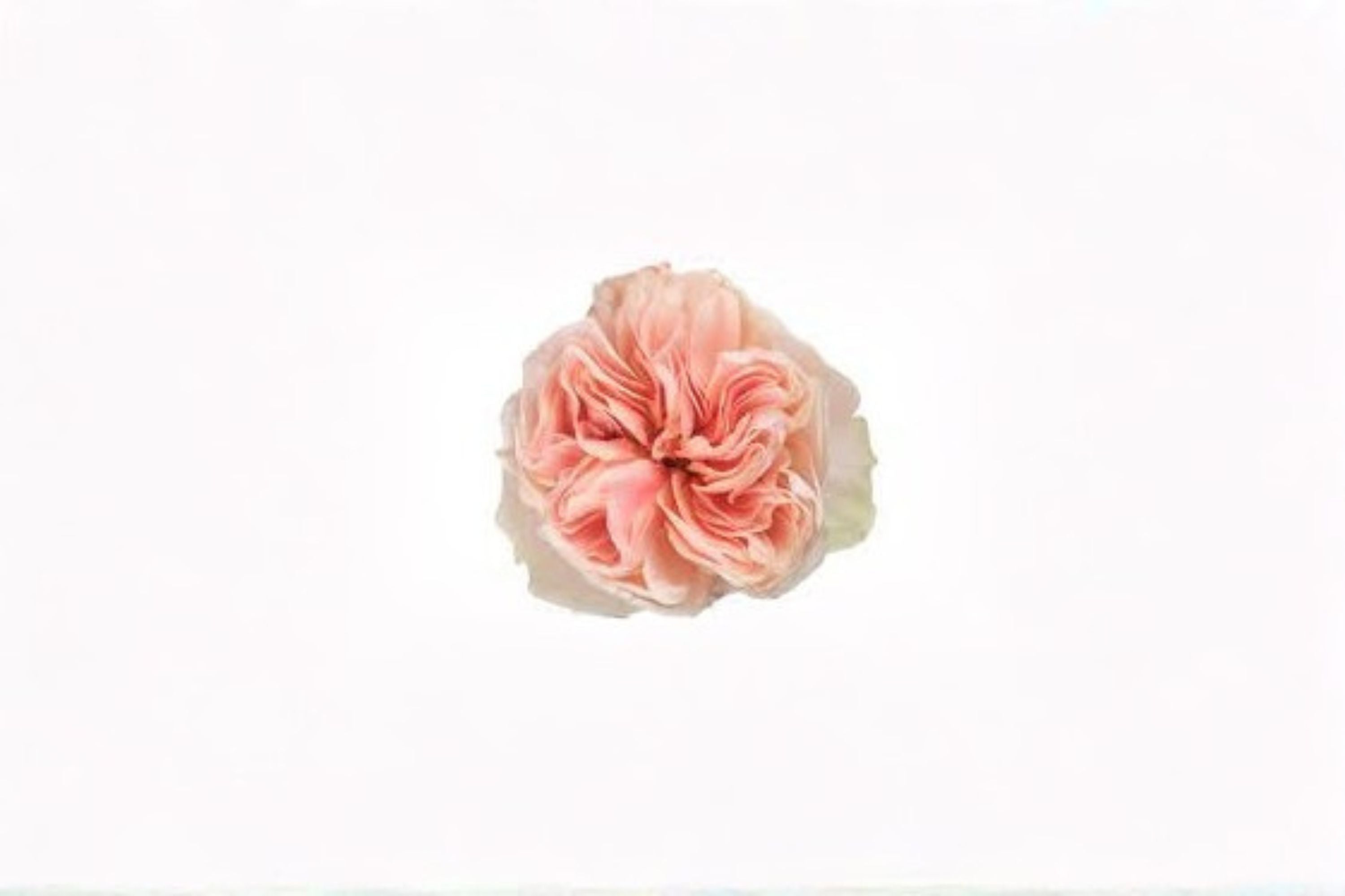 Tip Top Rose Live Plant – Elegant Cut Garden Rose