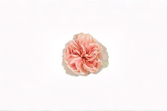 Tip Top Rose Live Plant – Elegant Cut Garden Rose