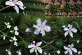 Fringed Iris 3 Plants – Iris japonica