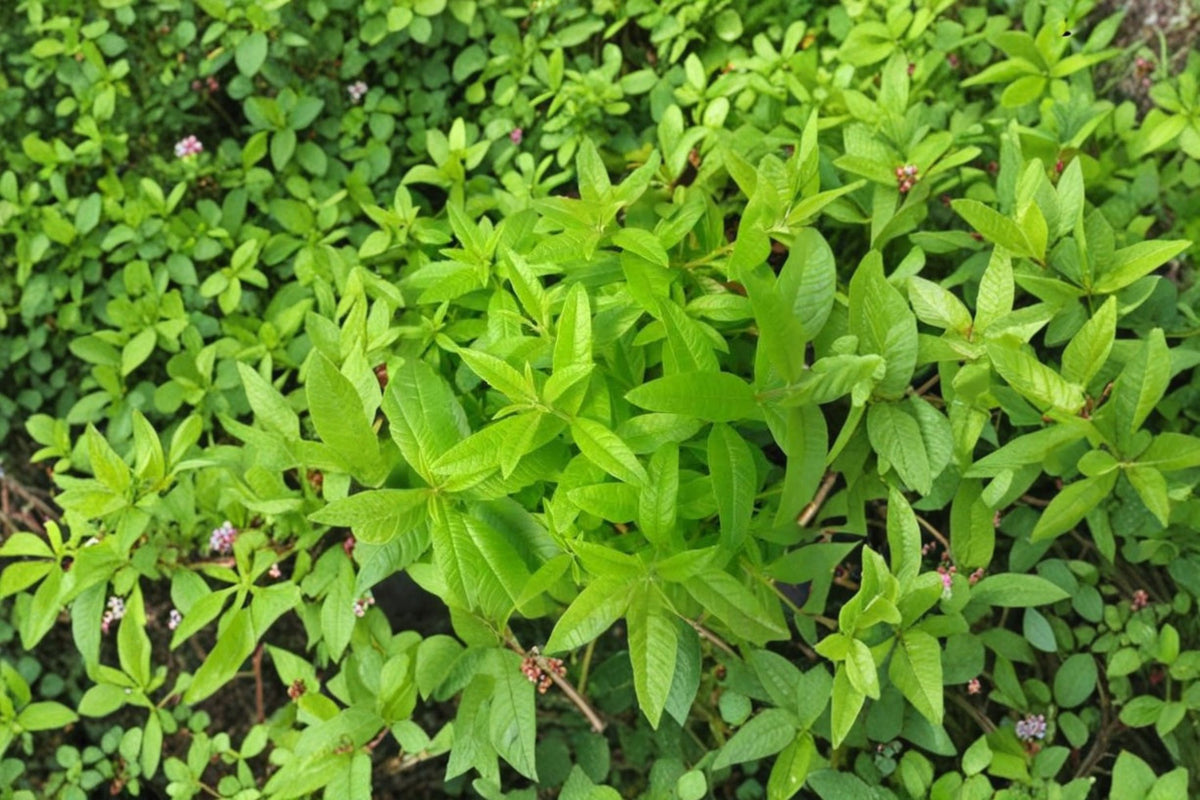 3 Lemon Verbena Live Plants | Aloysia citrodora Herb | Fragrant Lemon Herb | Full Sun Plant | 3 Pack | USDA Zone 8