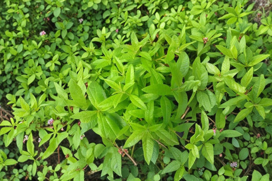 3 Lemon Verbena Live Plants | Aloysia citrodora Herb | Fragrant Lemon Herb | Full Sun Plant | 3 Pack | USDA Zone 8