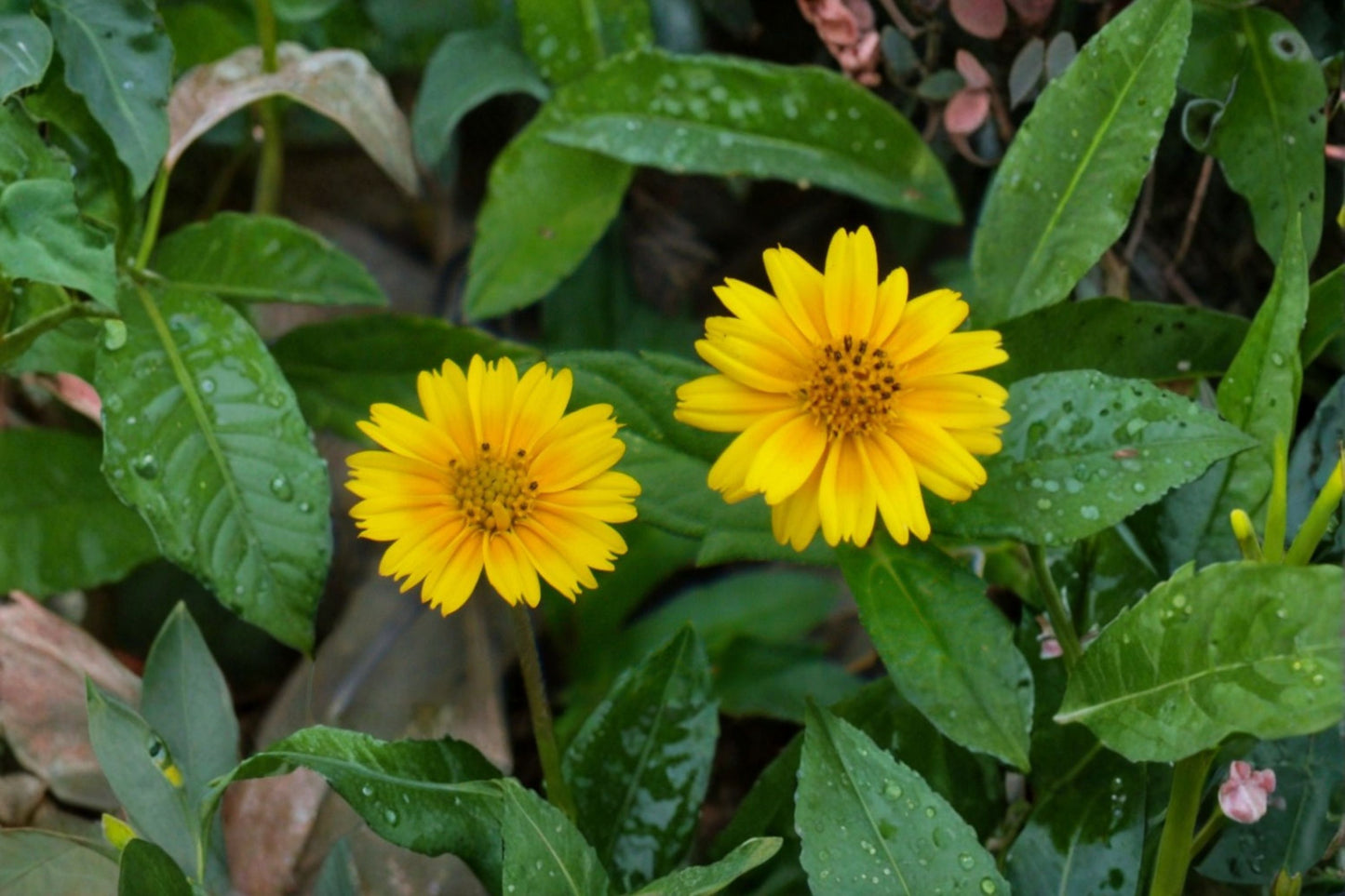 Creeping Daisy Wedelia Live Rooted Plant + 5 Unrooted Cuttings – Yellow Ground Cover – Sphagneticola trilobata