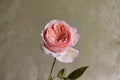 Salmanasar Rose Live Plant – Apricot Pink Fragrant Cut Rose