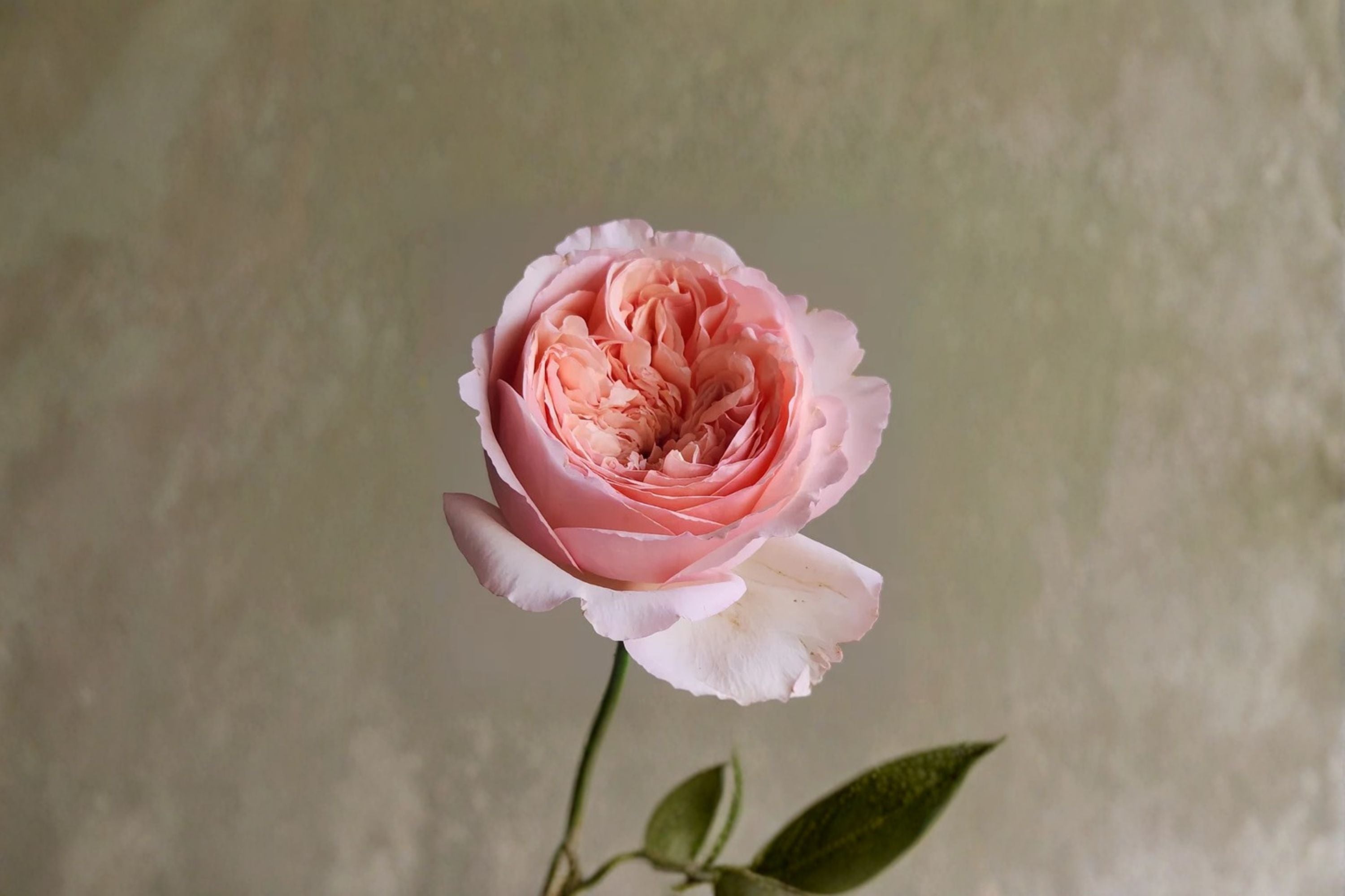 Salmanasar Rose Live Plant – Apricot Pink Fragrant Cut Rose