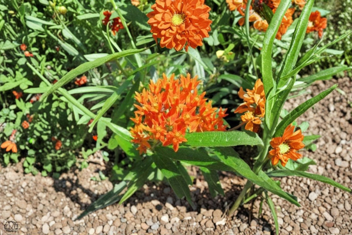 Orange Milkweed Live Plants (2 Pack) – 4–6" Tall – Butterfly Plant – Asclepias tuberosa