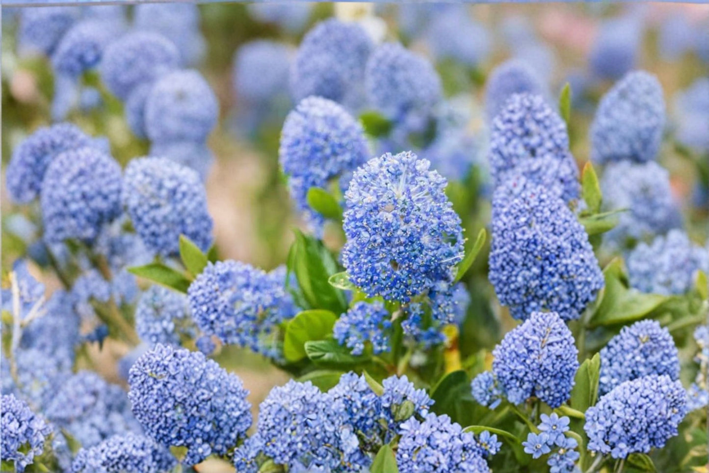 15 Organic California Lilac Cuttings – Ceanothus horizontalis – Live Plant Cuttings