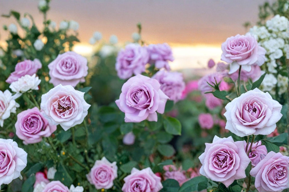 3 Blue Girl Rose Cuttings | Unrooted Live Rose Cuttings | Blue Girl Hybrid Tea Rose | 6 Inch Flowering Rose Bush | Rose Propagation