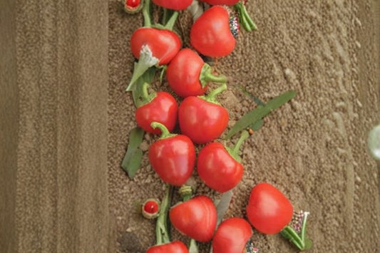 Large Red Cherry Pepper Seeds Capsicum annuum Hot Pepper Seeds Round Chili Vegetable Garden Planting 25 Seeds