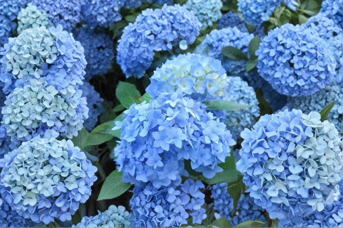 Nikko Blue Hydrangea Live Plant | Hydrangea macrophylla 'Nikko Blue' | Mophead Hydrangea | 1 Quart Pot | Blue Flowering Shrub | Zones 5-9
