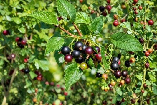 Jostaberry Live Plant – Black Currant & Gooseberry Hybrid – Ribes Hybrid