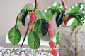 Red Mulberry 12 Cuttings – Morus rubra