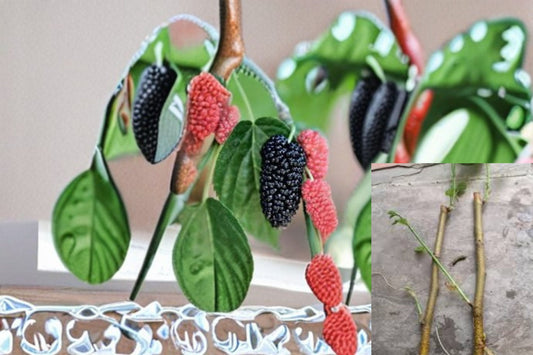 Red Mulberry 12 Cuttings – Morus rubra