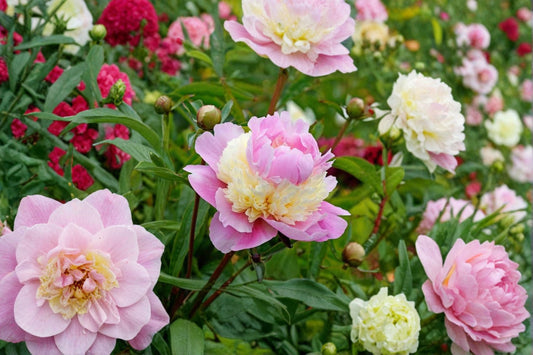 Sorbet Peony Bare Root – Paeonia lactiflora 'Sorbet' – Fragrant Perennial Plant