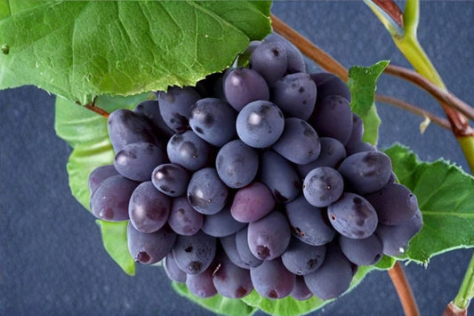 Mars Seedless Grape Vine 2 Live Plants – 1–2 Year Old – Pruned