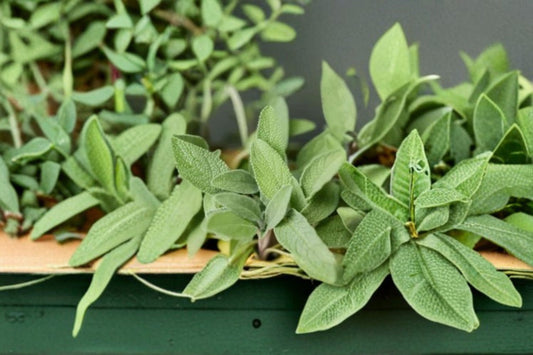 Sage Herb Live Plant – 5" Tall – 3.5" Pot – Culinary Herb