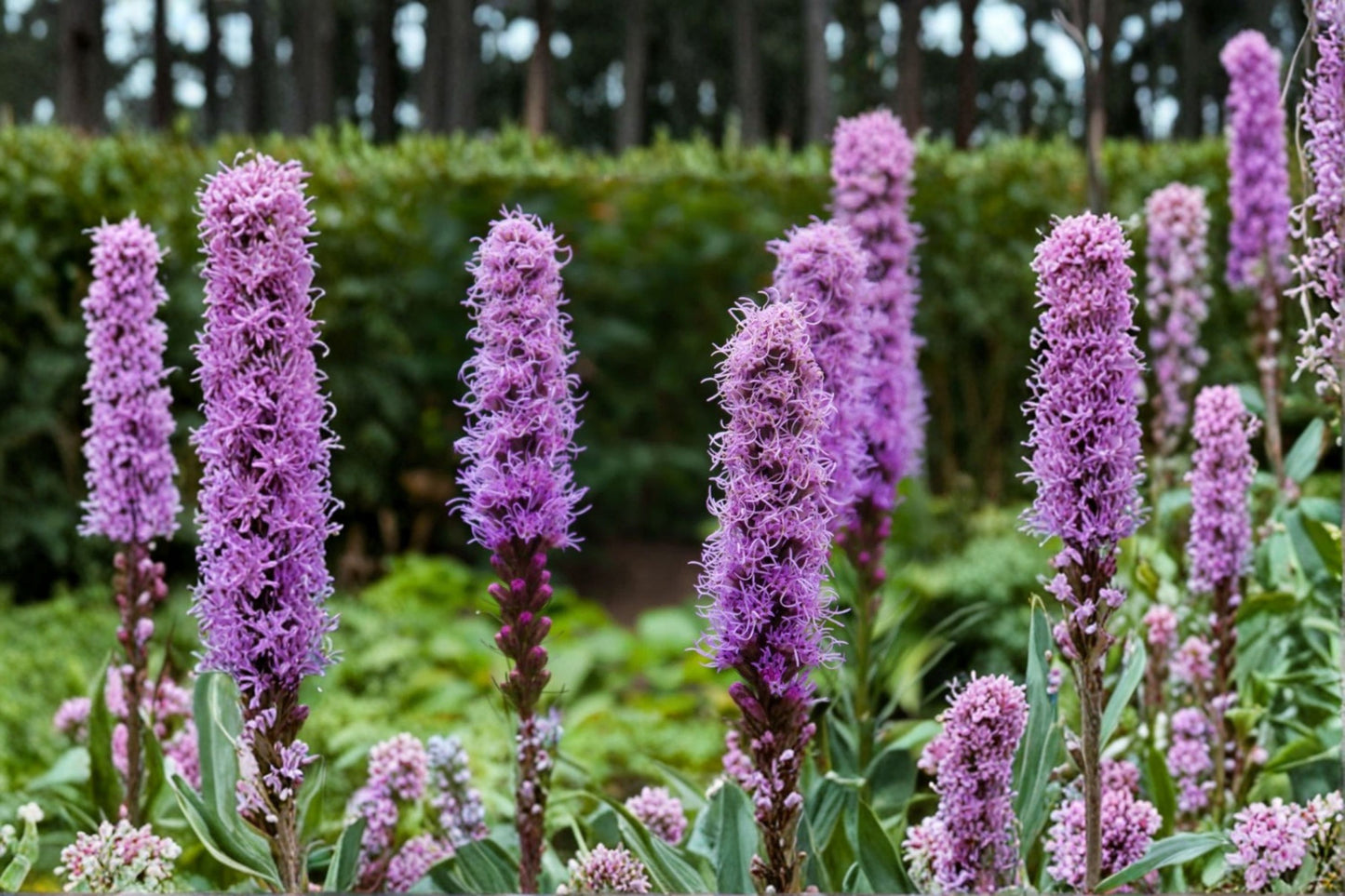 Purple Blazing Star Bare Root Live Plants – Set of 2 – Liatris spicata Perennial