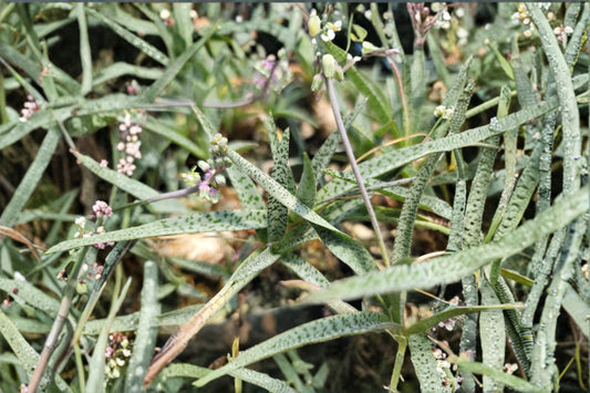 Variegated Silver Squill Live Plant – 2.5" Pot – Ledebouria socialis