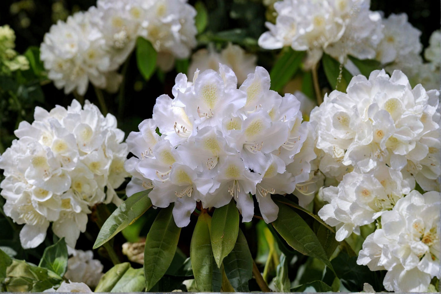 Great Laurel Rhododendron Live Bare Root Plant – Rhododendron maximum