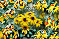Black Eyed Susan Seeds Rudbeckia Hirta Yellow Native Wildflower Annual Perennial Garden Pollinator Plant Meadow 400 Seeds