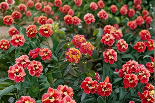 Irene Lantana Live Plants (2 Pack) – 4–6" Tall – Bare Root – Lantana camara