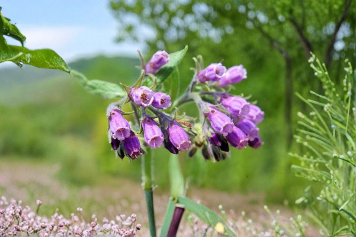 5 Bocking 14 Comfrey Root Cuttings | Fresh Live Comfrey Roots | Symphytum x Uplandicum | Plant Propagation | Bare Root Starter
