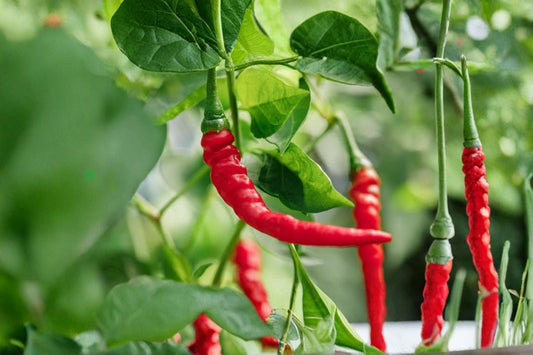Cayenne Pepper Live Plant – 2" Pot – Well Rooted – Organic Grown