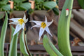 White Trout Lily Seeds Erythronium Albidum Native Woodland Wildflower White Spring Bloom Shade Garden Plant 5 Seeds
