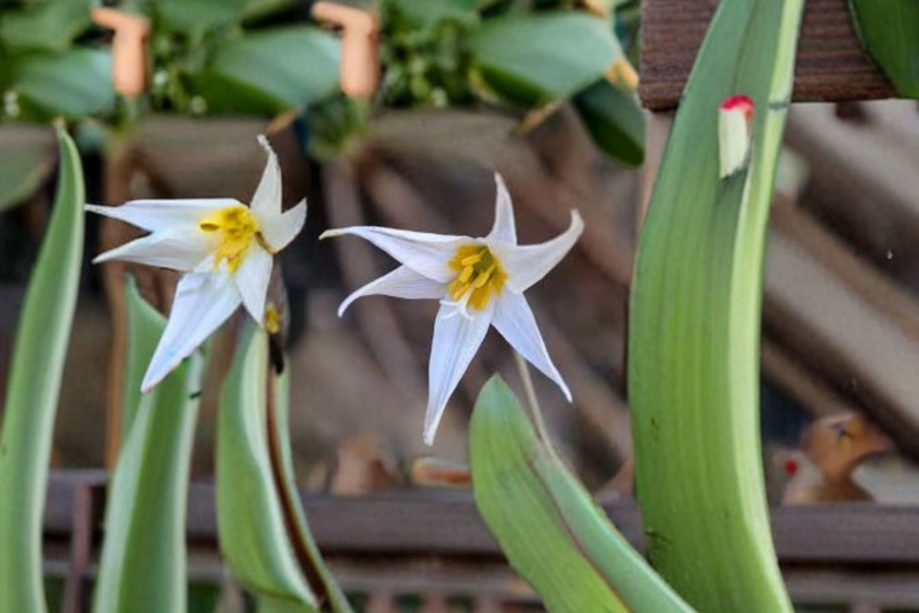 White Trout Lily Seeds Erythronium Albidum Native Woodland Wildflower White Spring Bloom Shade Garden Plant 5 Seeds