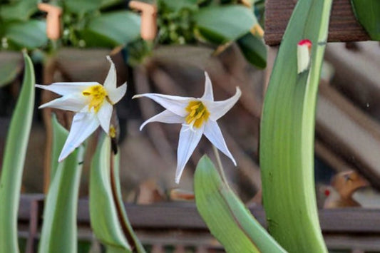 White Trout Lily Seeds Erythronium Albidum Native Woodland Wildflower White Spring Bloom Shade Garden Plant 5 Seeds