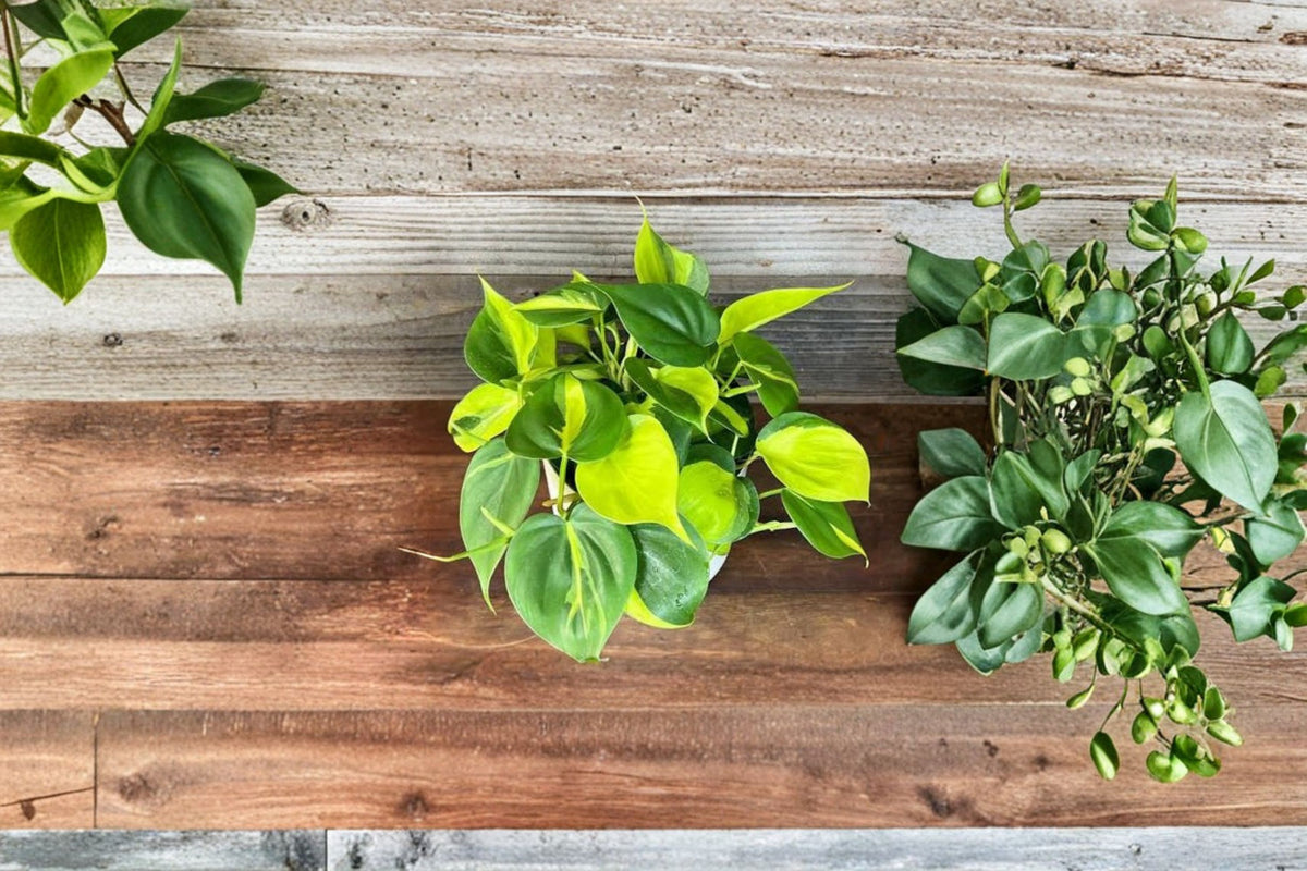Philodendron Brasil Cuttings | 3 Fresh Unrooted Cuttings | Variegated Philodendron Brasil | Live Houseplant Propagation | Easy Rootin