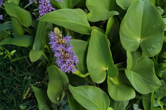 Pickerel Rush Live Pond Plant – Purple Blooms – Hardy Aquatic Marginal – Pontederia cordata