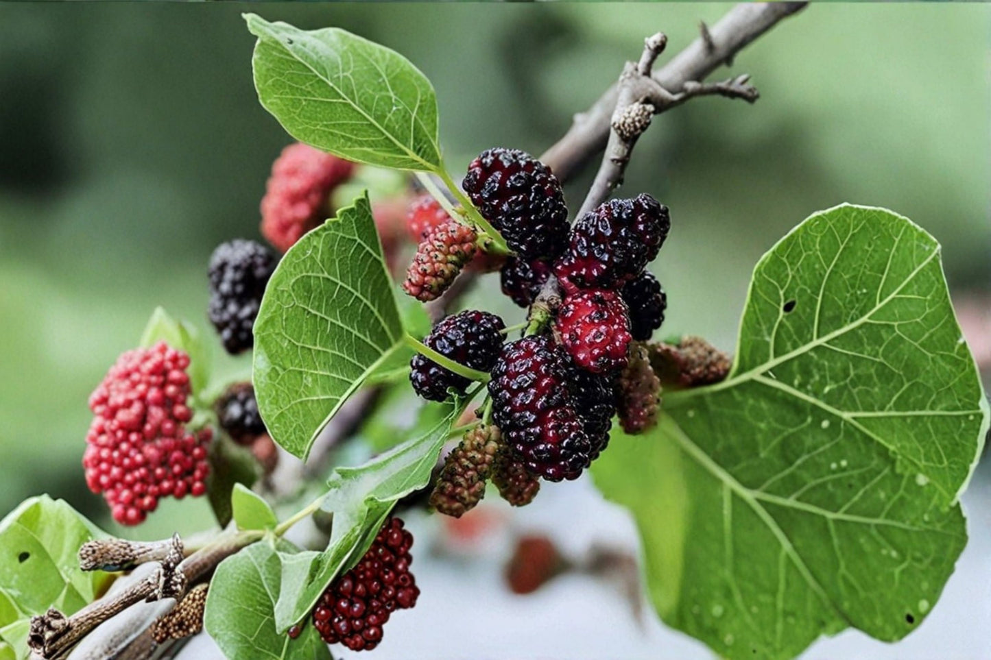 Dwarf Mulberry Sweet Everbearing Live Plant – 2" Pot – Fruiting Mulberry