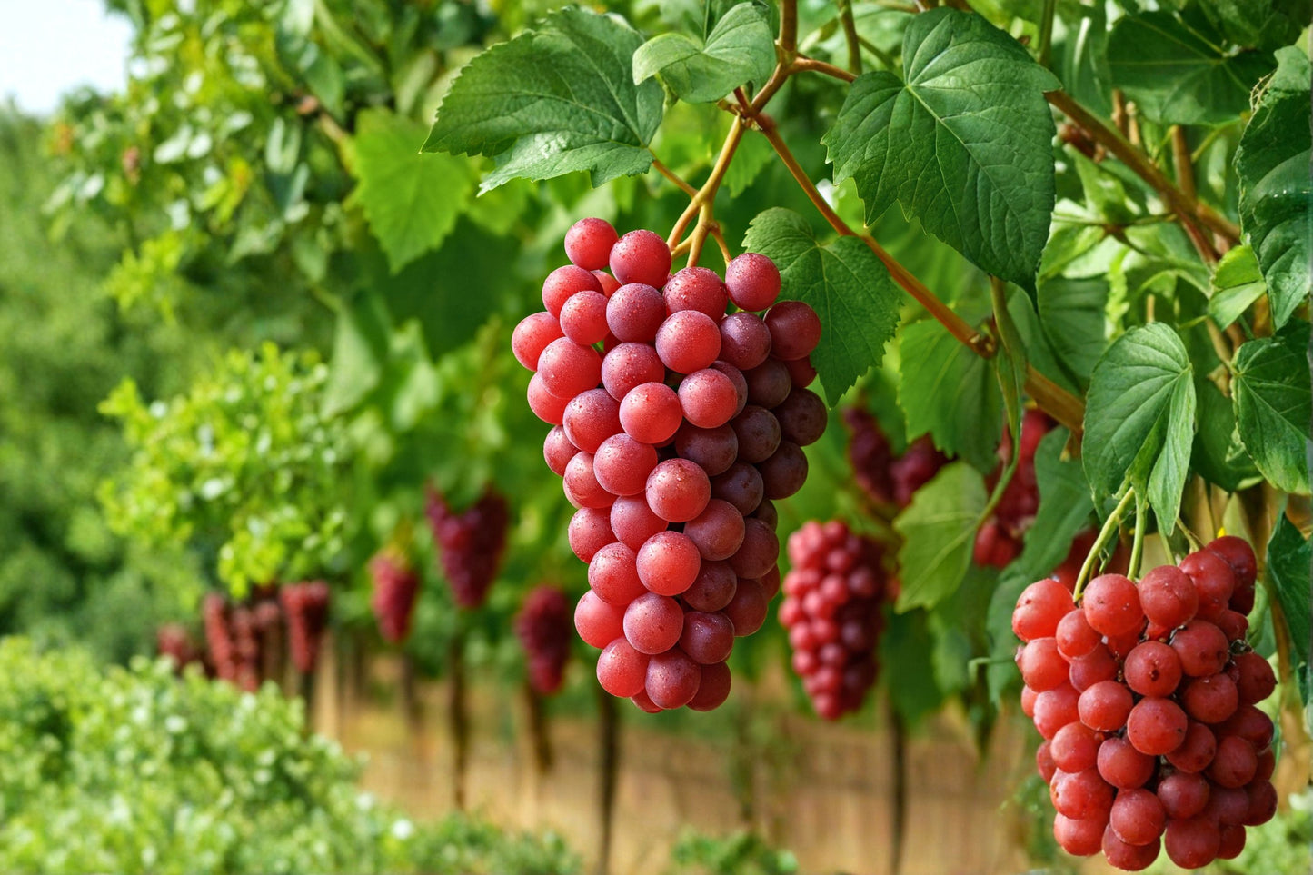 Red Flame Seedless Grape Vine Live Plants – 2 Pack – 1–2 Year Old – Vitis vinifera