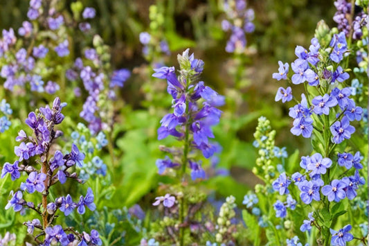 Blue Lobelia Live Plant – 4" Pot – Lobelia erinus Flowering Garden Plant
