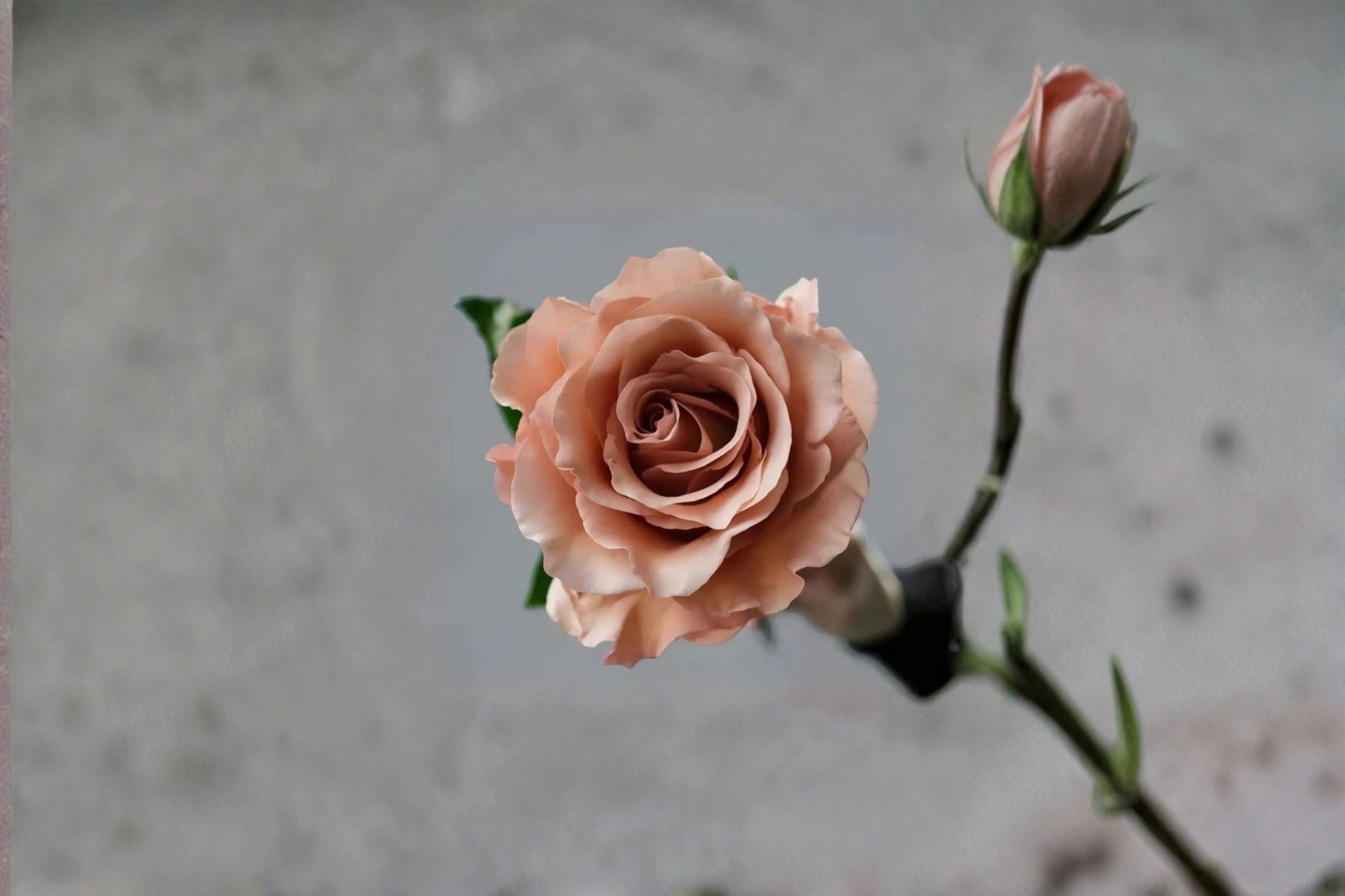 Moab Rose Live Plant – Vintage Apricot Brown Garden Rose