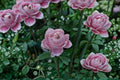 Roselyne Rose Live Plant – Disease Resistant Cut Rose