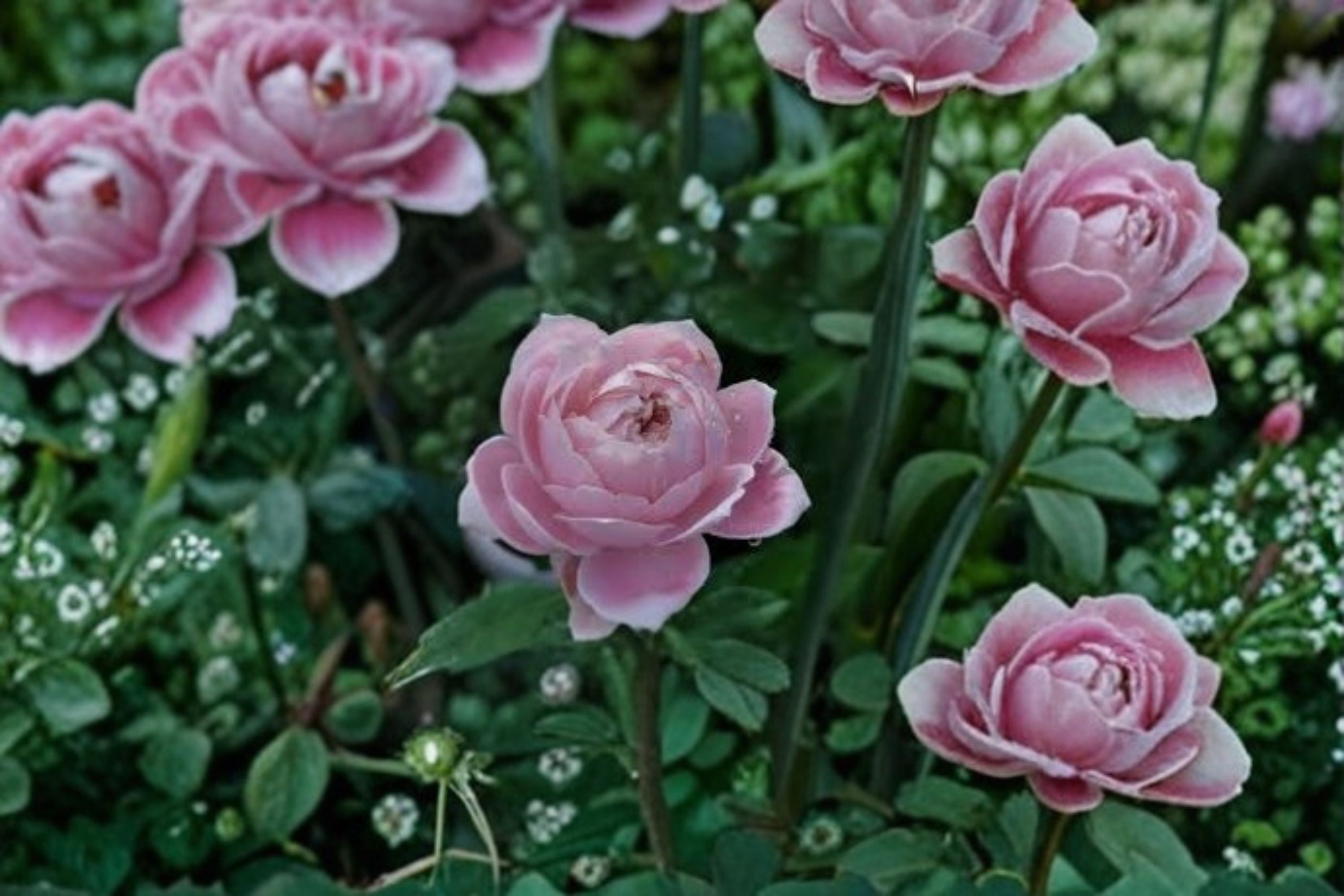 Roselyne Rose Live Plant – Disease Resistant Cut Rose