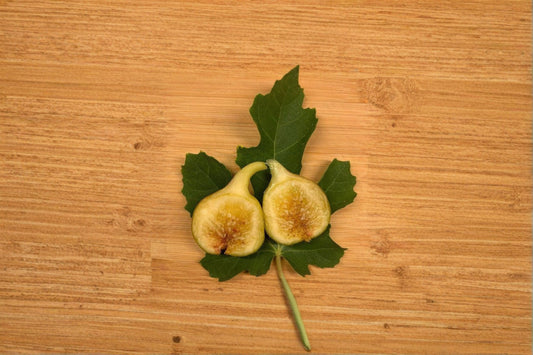 Yellow Long Neck Fig 2 Live Plants – 4–6 Inches Tall, No Pot – Ficus carica