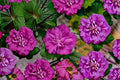 Magenta Chiffon Rose of Sharon 2 Live Plants – Pink Hibiscus syriacus