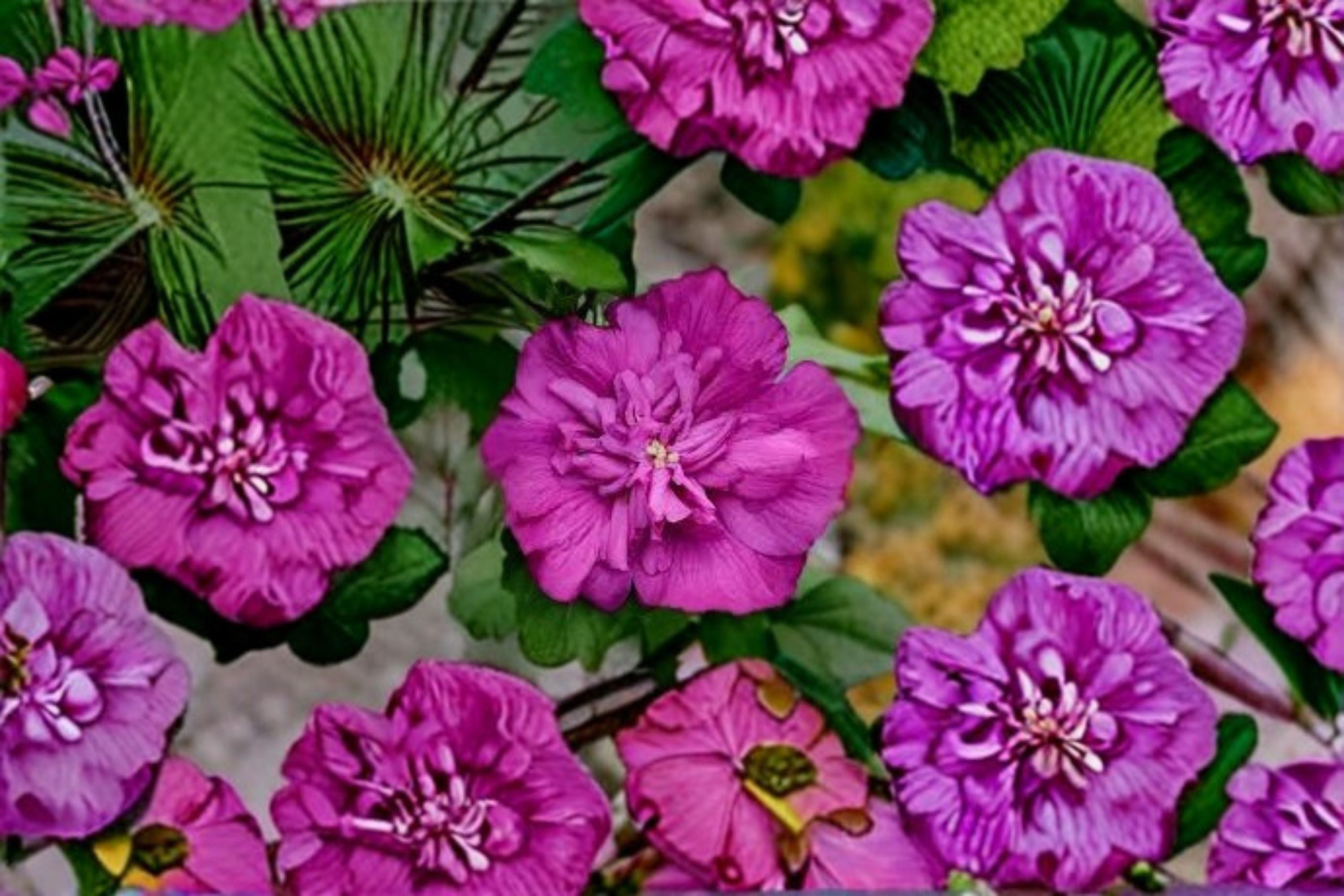 Magenta Chiffon Rose of Sharon 2 Live Plants – Pink Hibiscus syriacus