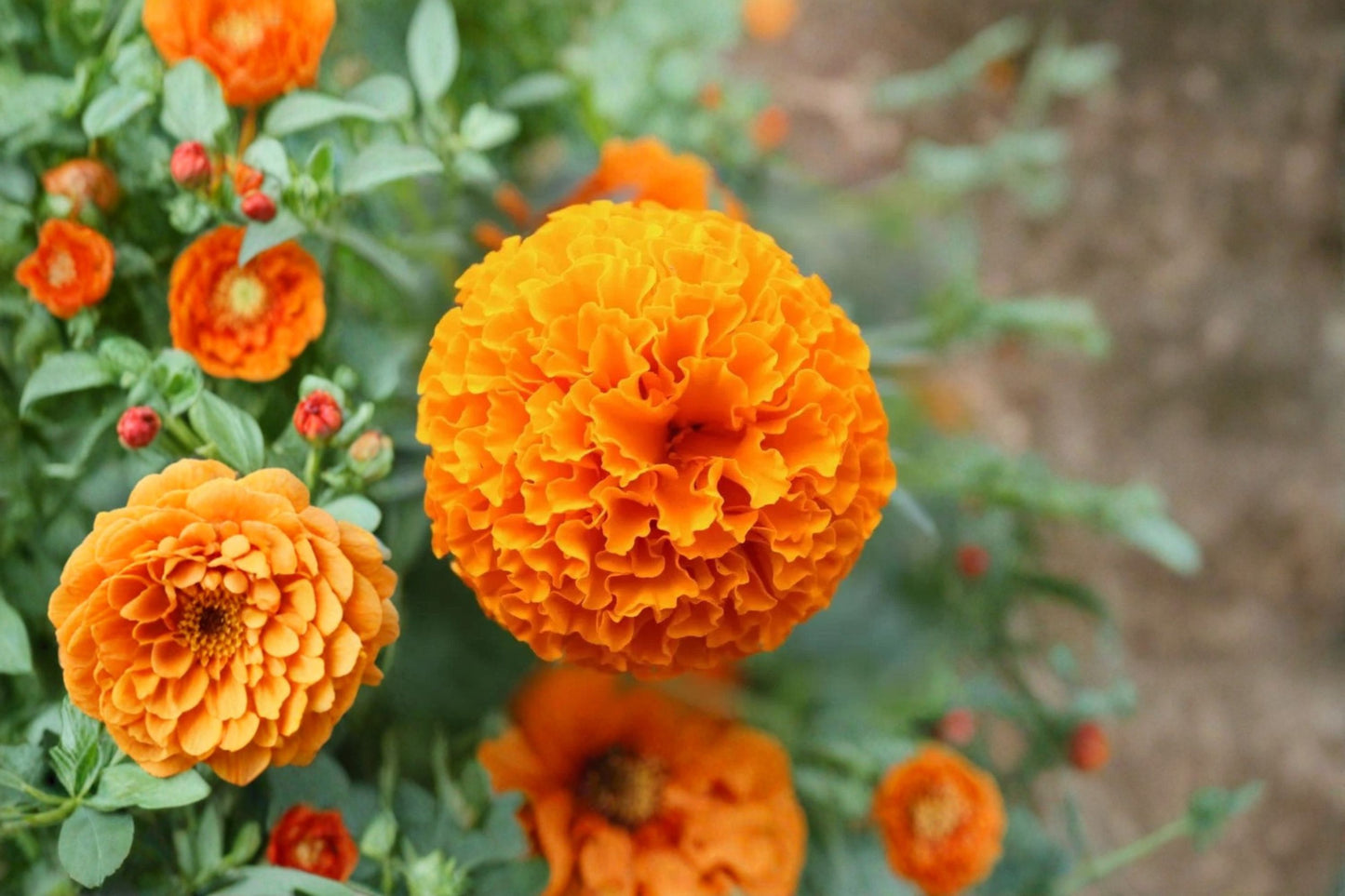 African Marigold Live Plant – Orange Flower – 8–13" Tall – 1 Starter Plant – Tagetes erecta