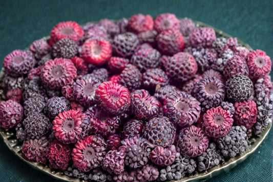 Glencoe Raspberry Live Plant – 4" Pot – Rubus idaeus – No Pot
