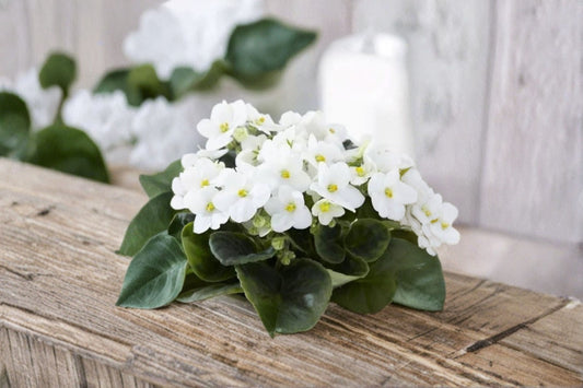 White African Violet Live Plant – 4" Pot – Perennial Houseplant