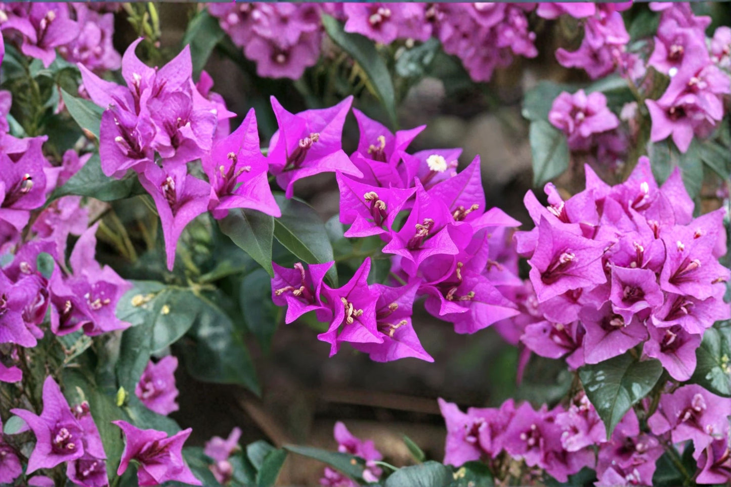 Purple Bougainvillea Live Plant – 4" Pot – Tropical Flowering Vine – Bougainvillea spp.