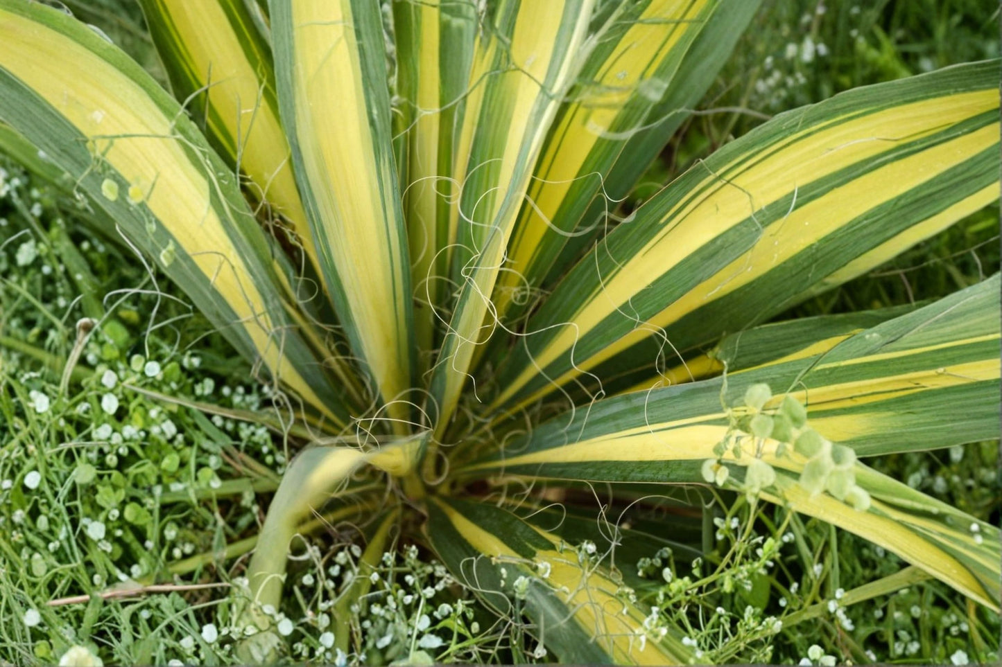 Color Guard Yucca 10 Plants – Yucca filamentosa 'Color Guard'
