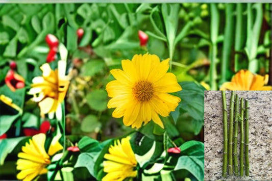 Mexican Sunflower 5 Cuttings – Tithonia diversifolia