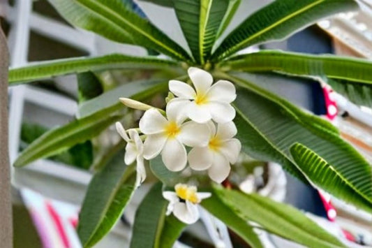 White Plumeria 1 Cutting – Plumeria rubra