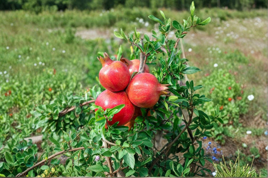 Pomegranate 'Sweet' Live Plant – Punica granatum Edible Fruit Tree