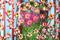 Windflower Seeds Anemone multifida Red White Wildflower Seeds Perennial Garden Flower Planting 100 Seeds
